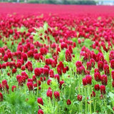 Crimson Clover Pearl