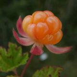 Cloudberry Pearl