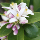 Lime Blossum Pearl