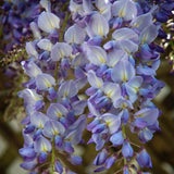 Wisteria