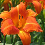 Daylily Pearl