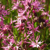 Ragged Robin Pearl