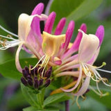 Honeysuckle Pearl