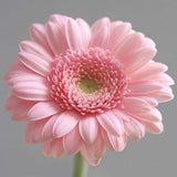 Pink Gerbera
