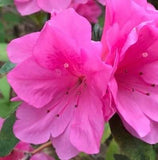Azelea