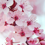 Cherry Blossum