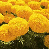 Marigold Pearl