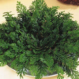 Rose of Jericho