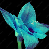 Indigo Gladiolus Pearl