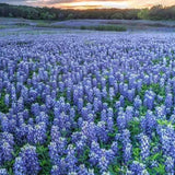 Blue Bonnet