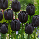 Black Tulip