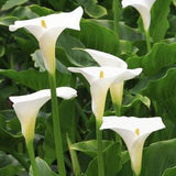 Calla Lily