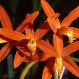 Cattleya