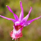 Calypso Orchid