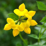 Buttercup