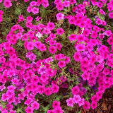 Phlox