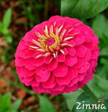 Zinnia