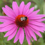 Pink Cornflower