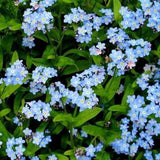 Myosotis