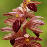 Striped Coralroot Extreme Alcohol Ink