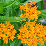 Butterfly Weed
