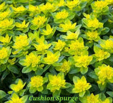 Cushion Spurge