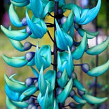 Jade Vine