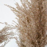 Pampas Grass