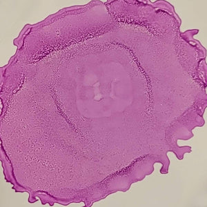 Azelea Pearl