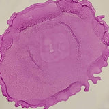 Azelea Pearl