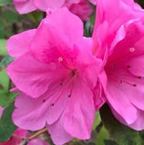 Azelea Pearl