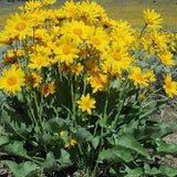 Birdsfoot