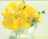 Freesia Yvonne