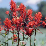 Indian Paintbrush