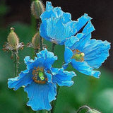 Himulayan Blue Poppy