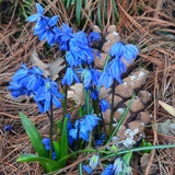 Scilla Siberica