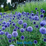 Sea Holly