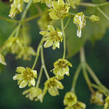 Norway Maple