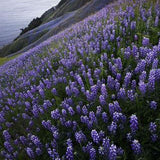 Lupins