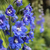 Delphinium