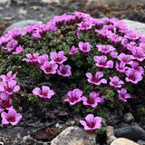 Saxifraga