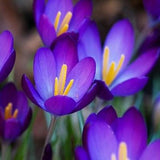 Crocus