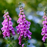 Foxglove