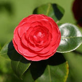 Camellia