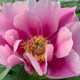 Paeonia