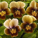 Chocolate Viola