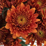 Autumn Dahlia