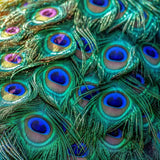 Color Me Peacock