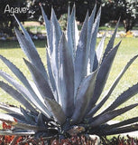 Agave Pearl