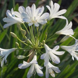 Agapanthus Extreme Alcohol Ink
